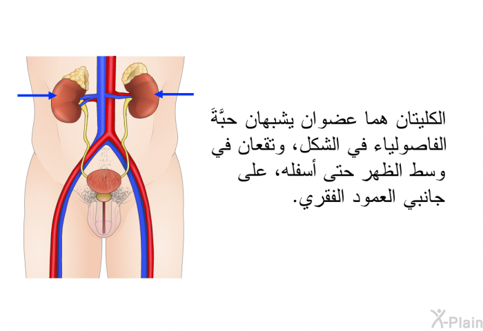 الكليتان هما عضوان يشبهان حبَّةَ الفاصولياء في الشكل، وتقعان في وسط الظهر حتى أسفله، على جانبي العمود الفقري.