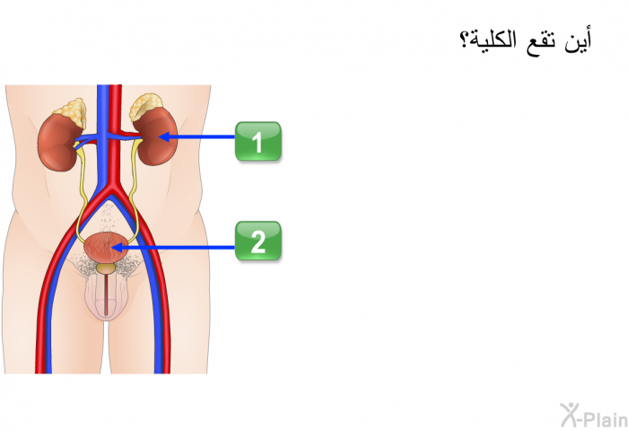 أين تقع الكلية؟