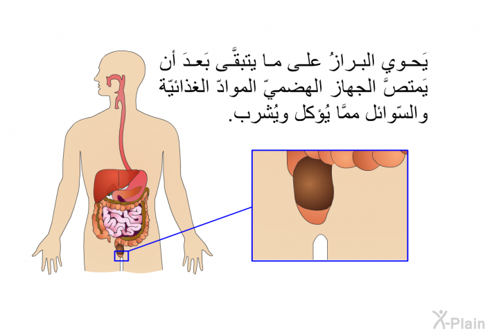 يَحوي البرازُ على ما يتبقَّى بَعدَ أن يَمتصَّ الجهاز الهضميّ الموادّ الغذائيّة والسّوائل ممَّا يُؤكل ويُشرب.