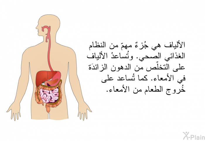 الألياف هي جُزءٌ مهمّ من النظام الغذائي الصحي. وتُساعدُ الألياف على التخلّص من الدهون الزائدَة في الأمعاء. كما تُساعد على خُروج الطعام من الأمعاء.