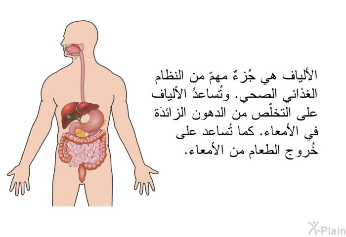 الألياف هي جُزءٌ مهمّ من النظام الغذائي الصحي. وتُساعدُ الألياف على التخلّص من الدهون الزائدَة في الأمعاء. كما تُساعد على خُروج الطعام من الأمعاء.