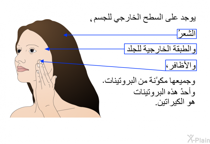 يوجد على السطح الخارجي للجسم الشعرُ والطبقة الخارجية للجلد والأظافر، وجميعها مكوَّنة من البروتينات. وأحدُ هذه البروتينات هو الكيراتين.