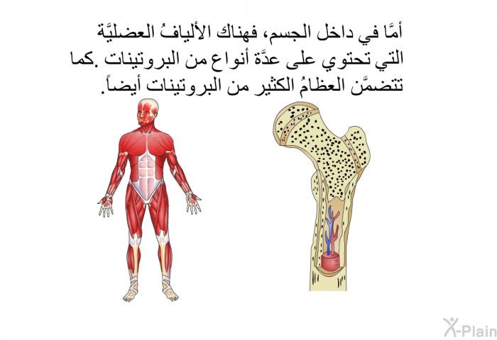 أمَّا في داخل الجسم، فهناك الأليافُ العضليَّة التي تحتوي على عدَّة أنواع من البروتينات. كما تتضمَّن العظامُ الكثير من البروتينات أيضاً.