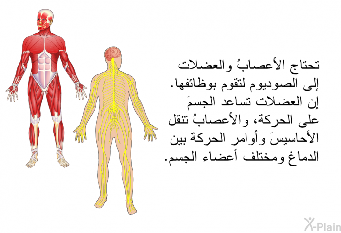 تحتاج الأعصابُ والعضلات إلى الصوديوم لتقوم بوظائفها. إن العضلات تساعد الجسمَ على الحركة، والأعصابُ تنقل الأحاسيسَ وأوامر الحركة بين الدماغ ومختلف أعضاء الجسم.
