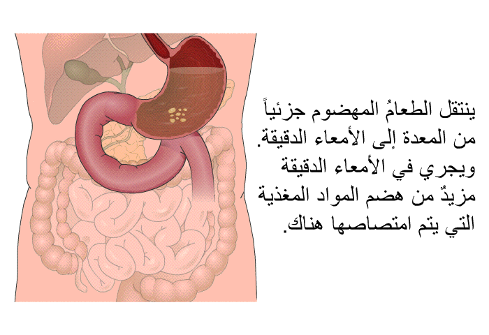 ينتقل الطعامُ المهضوم جزئياً من المعدة إلى الأمعاء الدقيقة. ويجري في الأمعاء الدقيقة مزيدٌ من هضم المواد المغذية التي يتم امتصاصها هناك.