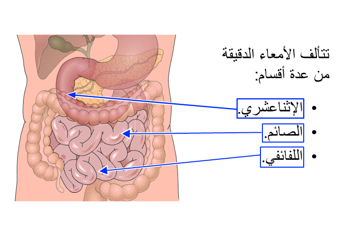 تتألف الأمعاء الدقيقة من عدة أقسام:  الإثنا عشري. الصائم. اللفائفي.