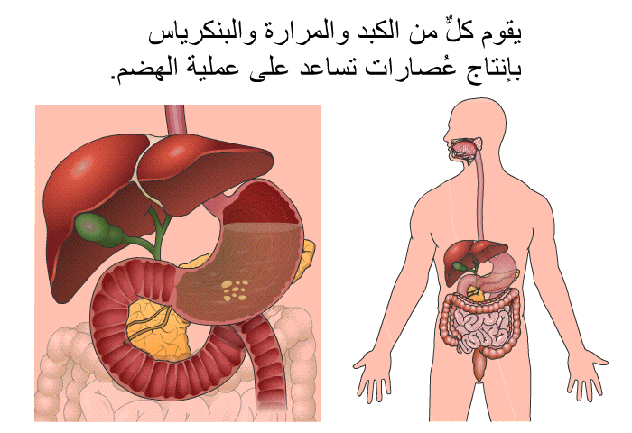 يقوم كلٌّ من الكبد والمرارة والبنكرياس بإنتاج عُصارات تساعد على عملية الهضم.