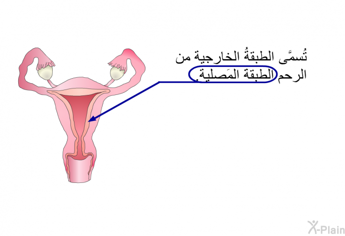 تُسمَّى الطبقةُ الخارجية من الرحم الطبقةَ المَصلية.