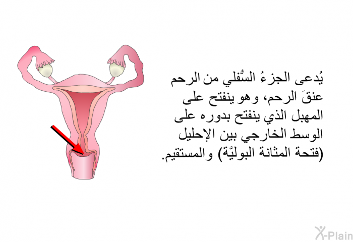 يُدعى الجزءُ السُّفلي من الرحم عنقَ الرحم، وهو ينفتح على المهبل الذي ينفتح بدوره على الوسط الخارجي بين الإحليل (فتحة المثانة البوليَّة) والمستقيم.