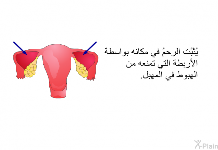 يُثبَّت الرحمُ في مكانه بواسطة الأربطة التي تمنعه من الهبوط في المهبل.