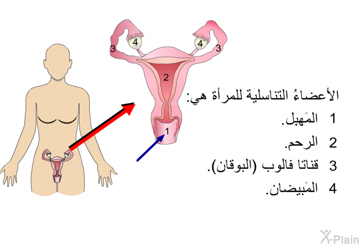 الأعضاءُ التناسلية للمرأة هي:   المَهبِل.  الرحم.  قناتا فالوب (البوقان).  المَبيضان.