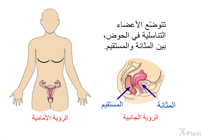 تتوضَّع الأعضاء التناسلية في الحوض، بين المثانة والمستقيم.