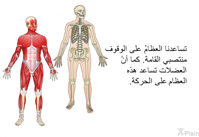 تساعدنا العظامُ على الوقوف منتصبي القامة. كما أنَّ العضلات تساعد هذه العظام على الحركة.