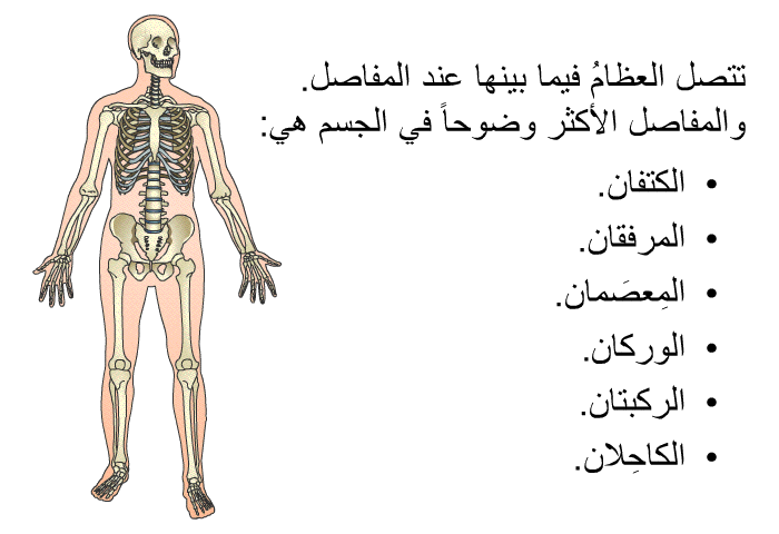 تتصل العظامُ فيما بينها عند المفاصل. والمفاصل الأكثر وضوحاً في الجسم هي:  الكتفان. المرفقان. المِعصَمان. الوركان. الركبتان. الكاحِلان.