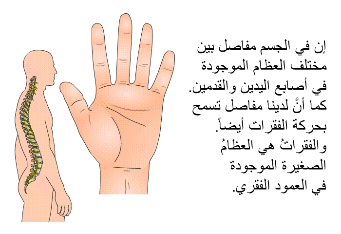 إن في الجسم مفاصل بين مختلف العظام الموجودة في أصابع اليدين والقدمين. كما أنَّ لدينا مفاصل تسمح بحركة الفقرات أيضاً. والفقراتُ هي العظامُ الصغيرة الموجودة في العمود الفقري.