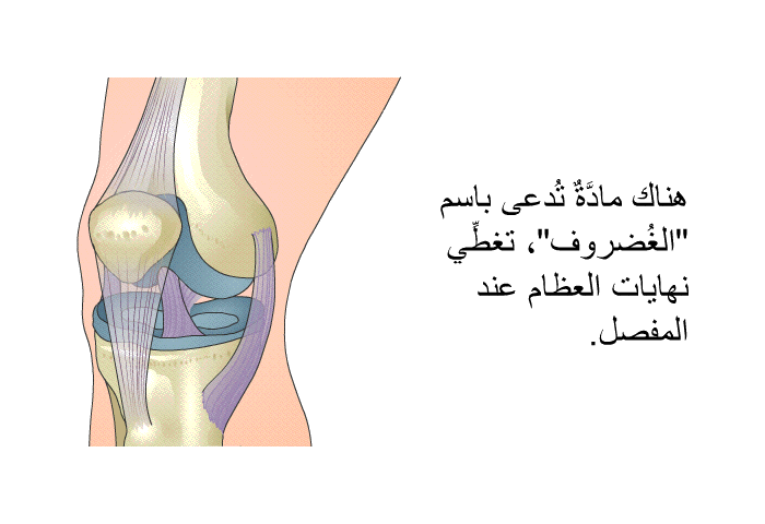 هناك مادَّةٌ تُدعى باسم "الغُضروف"، تغطِّي نهايات العظام عند المفصل.