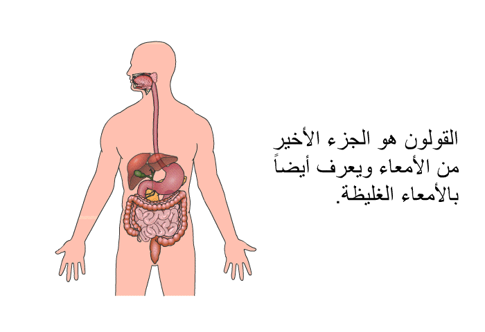 القولون هو الجزء الأخير من الأمعاء ويعرف أيضا بالأمعاء الغليظة.