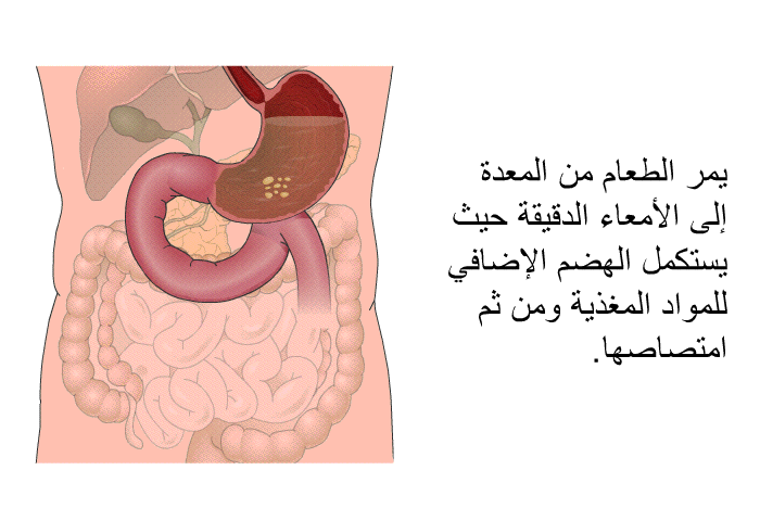 يمر الطعام من المعدة إلى الأمعاء الدقيقة حيث يستكمل الهضم الإضافي للمواد المغذية ومن ثم امتصاصها.