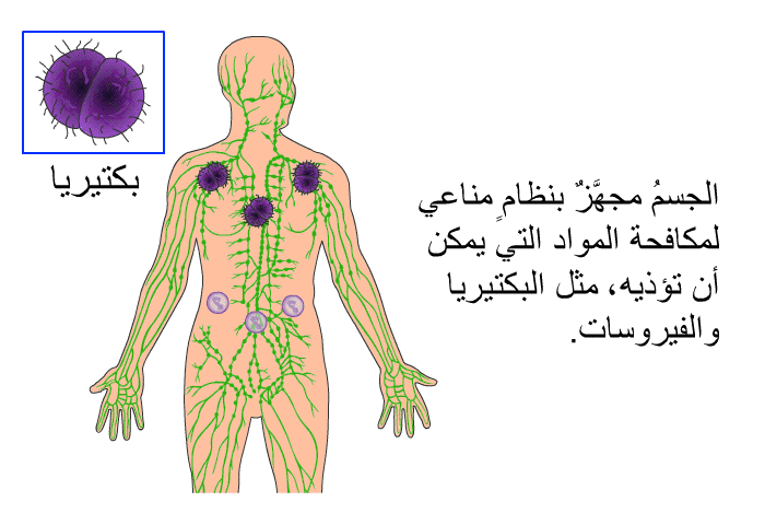 الجسمُ مجهَّزٌ بنظامٍ مناعي لمكافحة المواد التي يمكن أن تؤذيه، مثل البكتيريا والفيروسات.