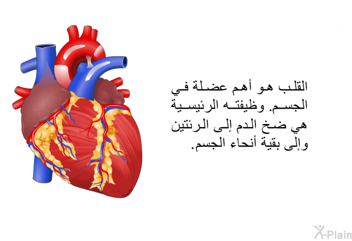 القلب هو أهم عضلة في الجسم. وظيفته الرئيسية هي ضخ الدم إلى الرئتين وإلى بقية أنحاء الجسم.
