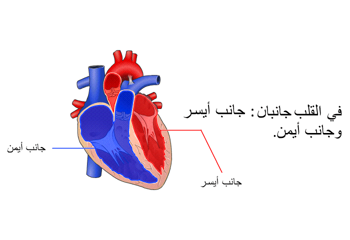 في القلب جانبان: جانب أيسر وجانب أيمن.