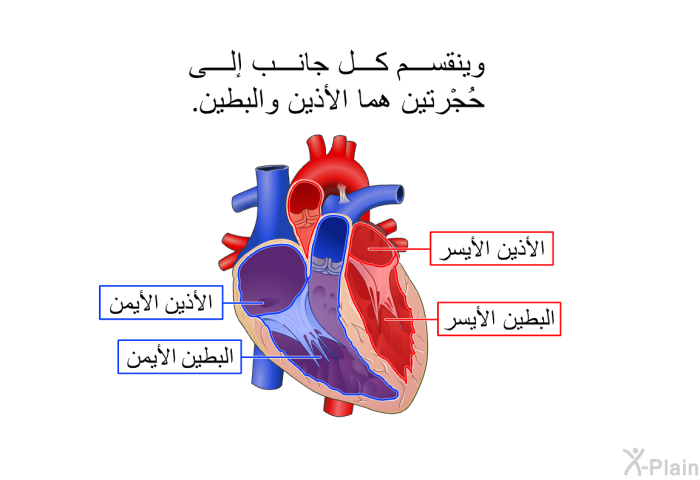 وينقسم كل جانب إلى حُجْرتين هما الأذين والبطين.