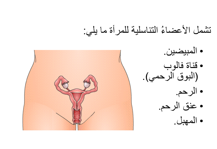 تشمل الأعضاءُ التناسلية للمرأة ما يلي:   المبيضين.  قناة فالوب (البوق الرحمي).  الرحم.  عنق الرحم. المهبل.