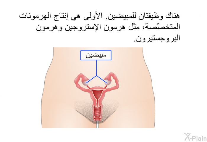 هناك وظيفتان للمبيضين. الأولى هي إنتاج الهرمونات المتخصِّصة، مثل هرمون الإستروجين وهرمون البروجستيرون.