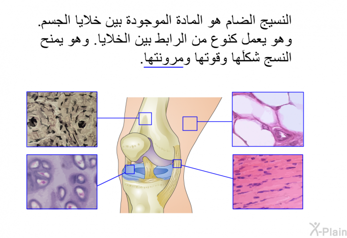 النسيج الضام هو المادة الموجودة بين خلايا الجسم. وهو يعمل كنوع من الرابط بين الخلايا. وهو يمنح النسج شكلَها وقوتها ومرونتها.