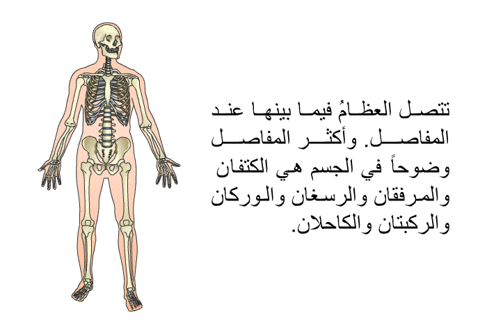 تتصل العظامُ فيما بينها عند المفاصل. وأكثر المفاصل وضوحاً في الجسم هي الكتفان والمرفقان والرسغان والوركان والركبتان والكاحلان.