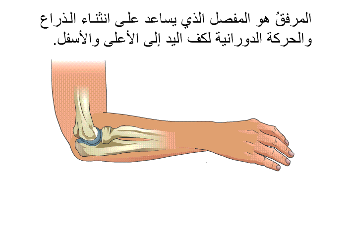 المرفقُ هو المفصل الذي يساعد على انثناء الذراع والحركة الدورانية لكف اليد إلى الأعلى والأسفل.