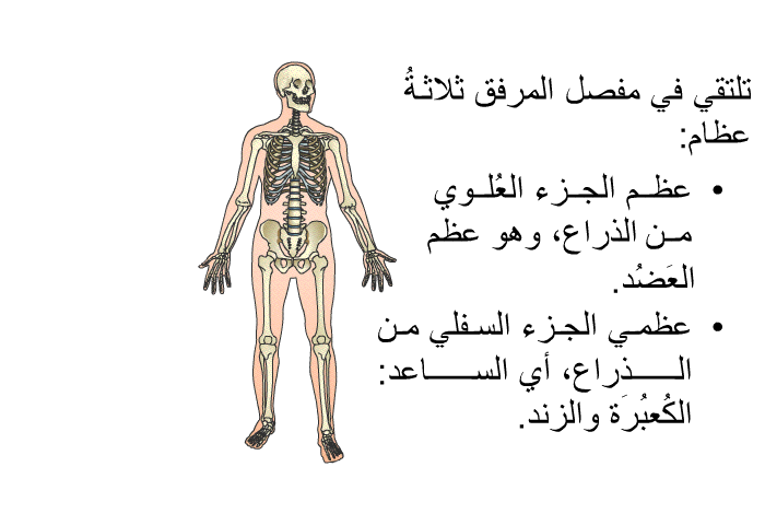 تلتقي في مفصل المرفق ثلاثةُ عظام:   عظم الجزء العُلوي من الذراع، وهو عظم العَضُد. عظمي الجزء السفلي من الذراع، أي الساعد: الكُعبُرَة والزند.