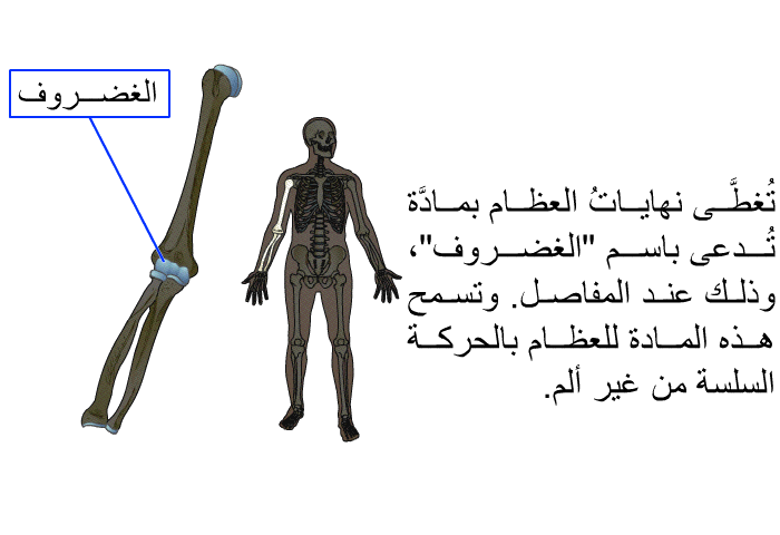تُغطَّى نهاياتُ العظام بمادَّة تُدعى باسم "الغضروف"، وذلك عند المفاصل. وتسمح هذه المادةُ للعظام بالحركة السلسة من غير ألم.