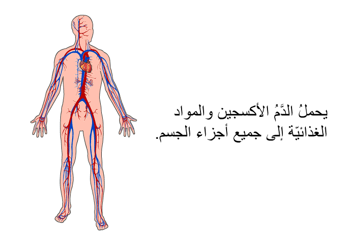 يحملُ الدَّمُ الأكسجين والمواد الغذائيّة إلى جميع أجزاء الجسم.