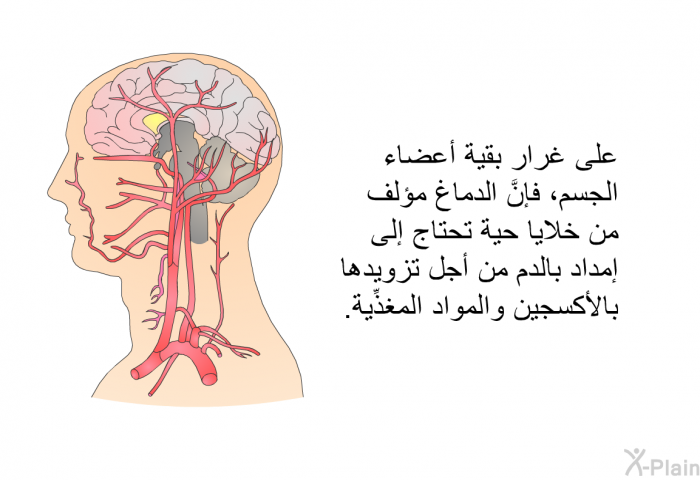 على غرار بقية أعضاء الجسم، فإنَّ الدماغ مؤلف من خلايا حية تحتاج إلى إمداد بالدم من أجل تزويدها بالأكسجين والمواد المغذِّية.