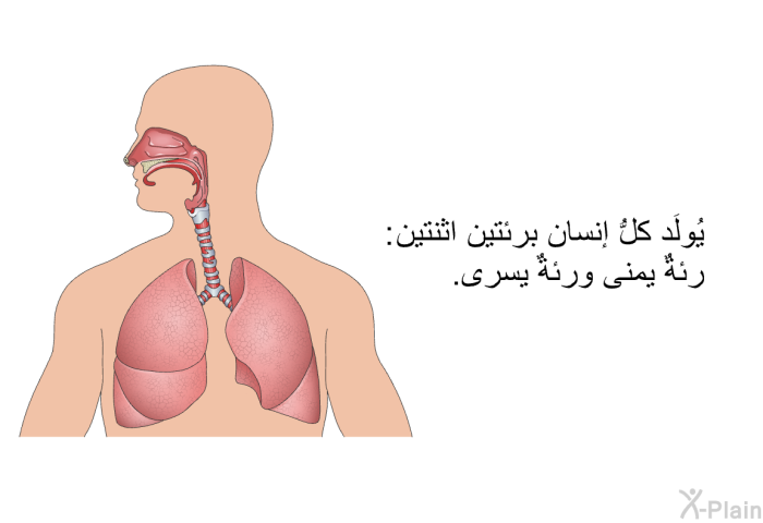 يُولَد كلُّ إنسانٍ برئتين اثنتين: رئةٌ يمنى ورئةٌ يسرى.