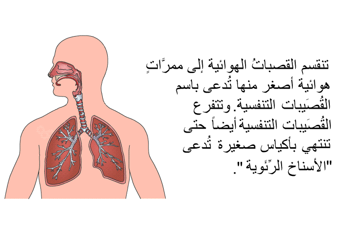 تنقسم القصباتُ الهوائية إلى ممرَّاتٍ هوائية أصغر منها تُدعى باسم القُصَيبات التنفسية. وتتفرع القُصَيبات التنفسية أيضاً حتى تنتهي بأكياس صغيرة تُدعى "الأسناخ الرِّئَوية".