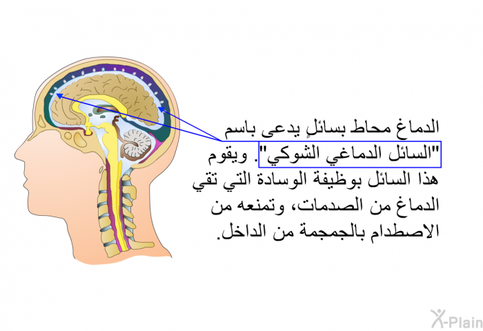 الدماغُ محاطٌ بسائلٍ يدعى باسم "السائل الدماغي الشوكي". ويقوم هذا السائل بوظيفة الوسادة التي تقي الدماغ من الصدمات، وتمنعه من الاصطدام بالجمجمة من الداخل.