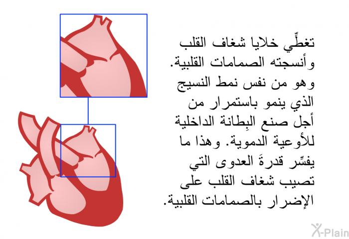 تغطِّي خلايا شغاف القلب وأنسجته الصمامات القلبية. وهو من نفس نمط النسيج الذي ينمو باستمرار من أجل صنع البِطانة الداخلية للأوعية الدموية. وهذا ما يفسِّر قدرةَ العدوى التي تصيب شغاف القلب على الإضرار بالصمامات القلبية.