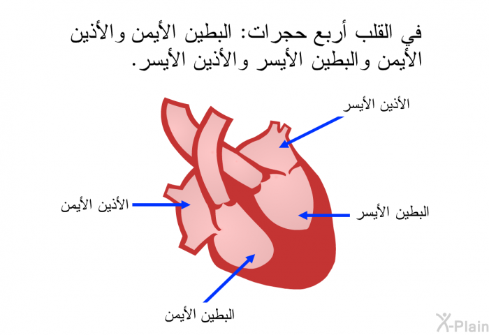 في القلب أربع حجرات: البطين الأيمن والأذين الأيمن والبطين الأيسر والأذين الأيسر.