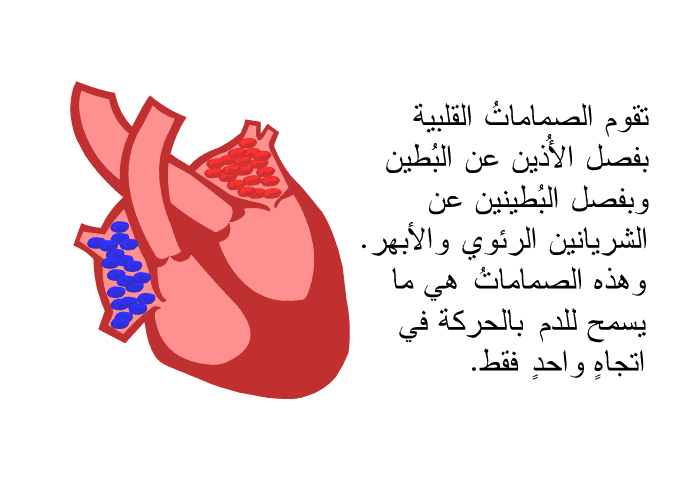 تقوم الصماماتُ القلبية بفصل الأذُين عن البُطين وبفصل البُطينين عن الشريانين الرئوي والأبهر. وهذه الصماماتُ هي ما يسمح للدم بالحركة في اتجاهٍ واحدٍ فقط.