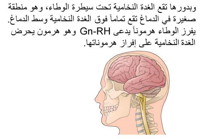 وبدورها تقع الغدة النخامية تحت سيطرة الوطاء، وهو منطقة صغيرة في الدماغ تقع تماماً فوق الغدة النخامية وسط الدماغ. يفرز الوطاء هرموناً يدعى Gn-RH وهو هرمون يحرض الغدة النخامية على إفراز هرموناتها.