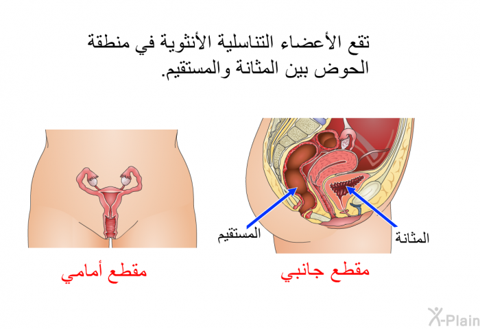 تقع الأعضاء التناسلية الأنثوية في منطقة الحوض بين المثانة والمستقيم.