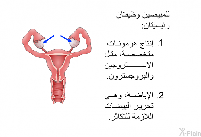 للمبيضين وظيفتان رئيسيتان:  إنتاج هرمونات متخصصة، مثل الاستروجين والبروجسترون. الإباضة، وهي تحرير البيضات اللازمة للتكاثر.