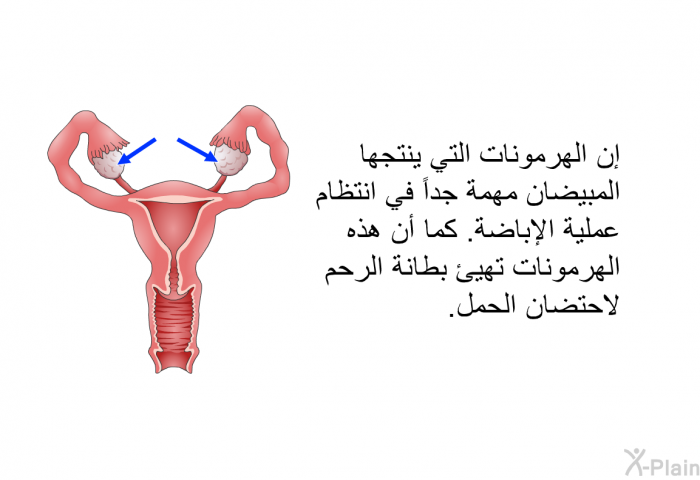 إن الهرمونات التي ينتجها المبيضان مهمة جداً في انتظام عملية الإباضة. كما أن هذه الهرمونات تهيئ بطانة الرحم لاحتضان الحمل.