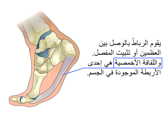 يقوم الرباطُ بالوصل بين العظمين أو تثبيت المفصل. واللفافةُ الأخمصية هي إحدى الأربطة الموجودة في الجسم.