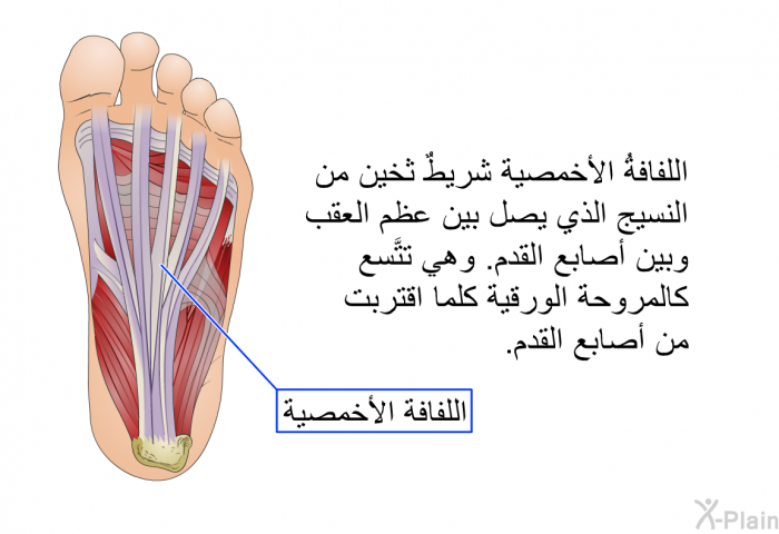 اللفافةُ الأخمصية شريطٌ ثخين من النسيج الذي يصل بين عظم العقب وبين أصابع القدم. وهي تتَّسع كالمروحة الورقية كلما اقتربت من أصابع القدم.