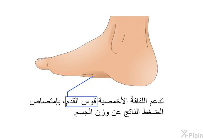 تدعم اللفافةُ الأخمصية قوسَ القدم، بإمتصاص الضغط الناتج عن وزن الجسم.
