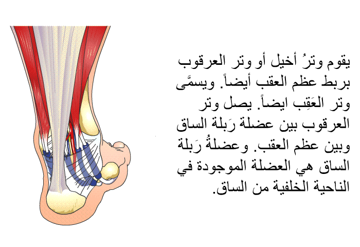 يقوم وترُ أخيل أو وتر العرقوب بربط عظم العقب أيضاً. ويسمَّى وتر العَقِب ايضاً. يصل وتر العرقوب بين عضلة رَبلة الساق وبين عظم العقب. وعضلةُ رَبلة الساق هي العضلة الموجودة في الناحية الخلفية من الساق.