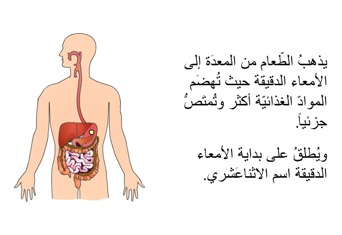 يذهبُ الطّعام من المعدَة إلى الأمعاء الدقيقة حيثً تُهضَم الموادّ الغذائيّة أكثر وتُمتَصُّ جزئياً. ويُطلقُ على بداية الأمعاء الدقيقة اسم الاثناعَشري.